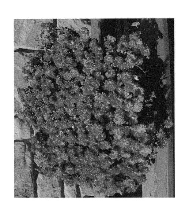 Figure 1 of US plant patent PP29152, the photograph of Harvest Igloo printed in the patent.