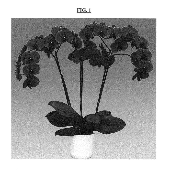 Figure 1 of US plant patent PP29153, the photograph of Joyride printed in the patent.