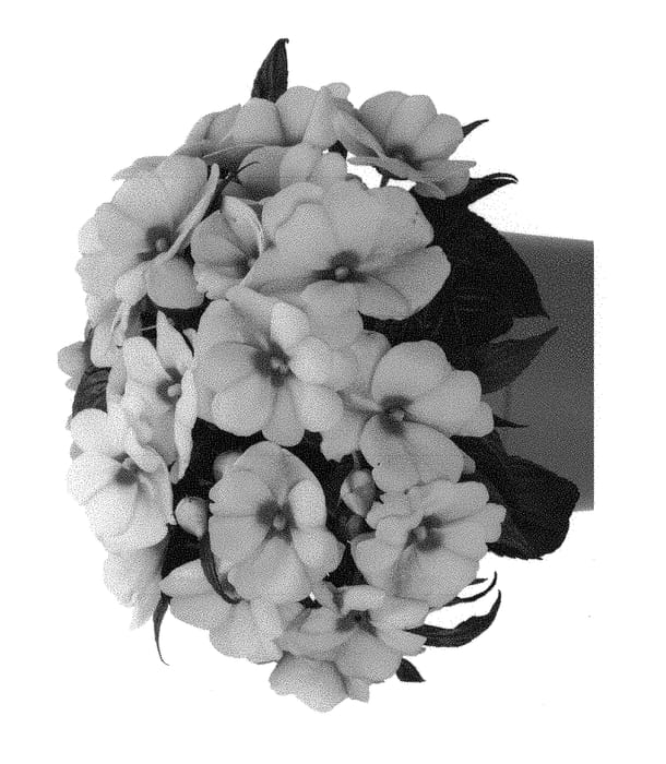 Figure 1 of US plant patent PP29154, the photograph of Duetamarcherblos printed in the patent.