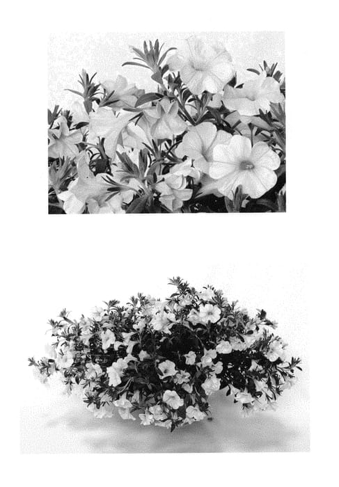 Figure 1 of US plant patent PP29155, the photograph of Duesunvan printed in the patent.