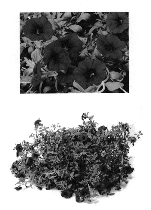 Figure 1 of US plant patent PP29156, the photograph of Duesunblu printed in the patent.