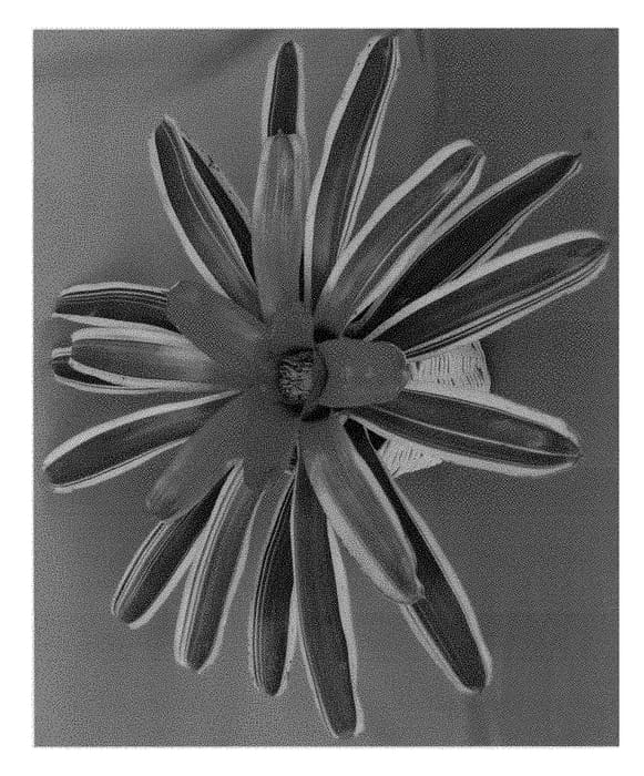 Figure 1 of US plant patent PP29157, the photograph of Key Largo printed in the patent.
