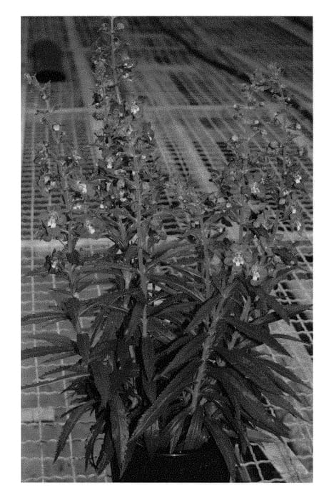 Figure 1 of US plant patent PP29158, the photograph of Ansublu printed in the patent.