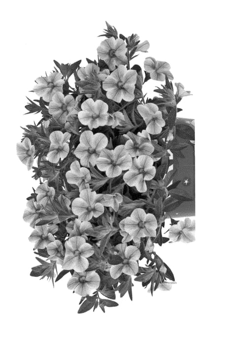 Figure 1 of US plant patent PP29159, the photograph of Duecalvolsun printed in the patent.