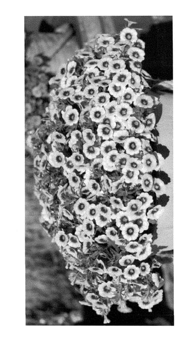 Figure 1 of US plant patent PP29160, the photograph of Duecalhulpapi printed in the patent.