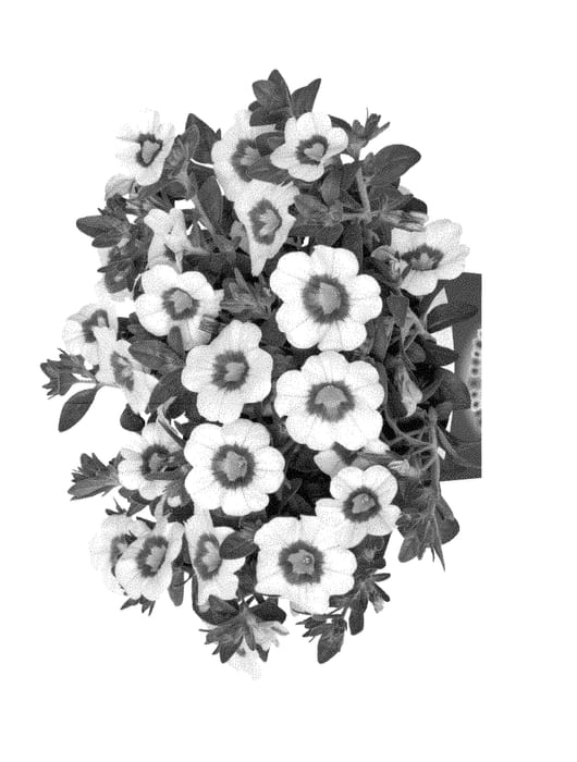 Figure 1 of US plant patent PP29161, the photograph of Duecalhulapp printed in the patent.