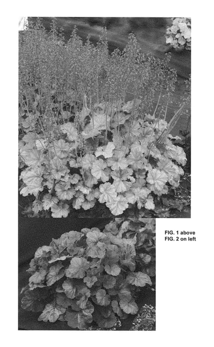 Figure 1 of US plant patent PP29162, the photograph of TNHEUNEL printed in the patent.