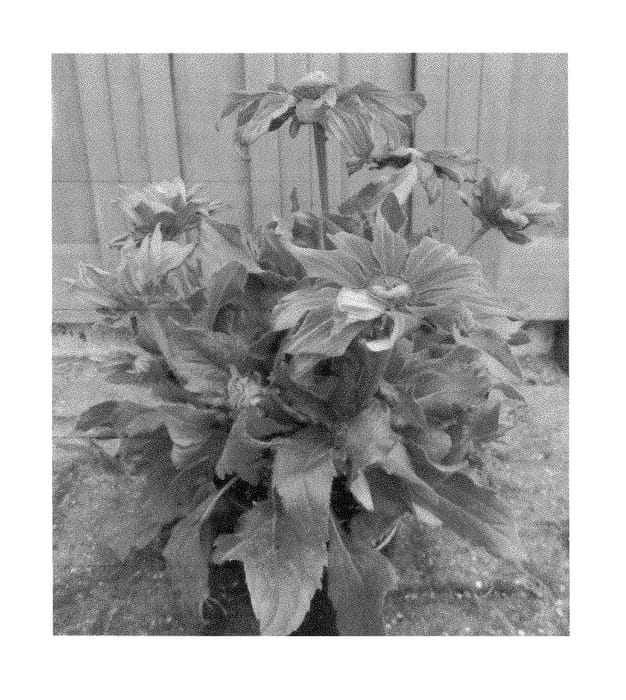 Figure 1 of US plant patent PP29163, the photograph of ET RDB 410 printed in the patent.