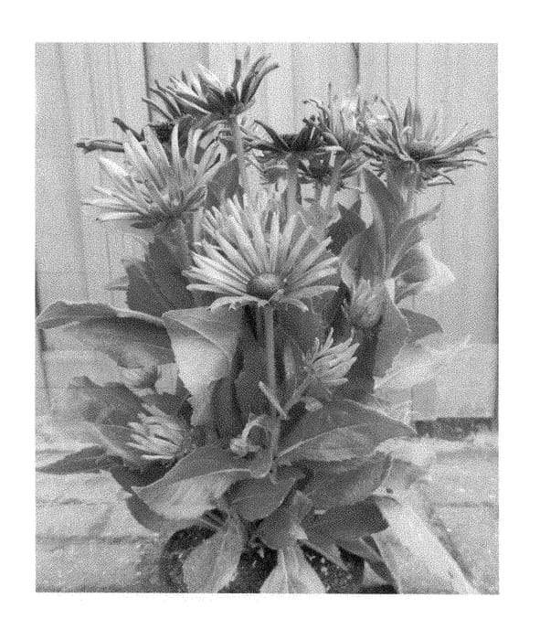 Figure 1 of US plant patent PP29164, the photograph of ET RDB 404 printed in the patent.