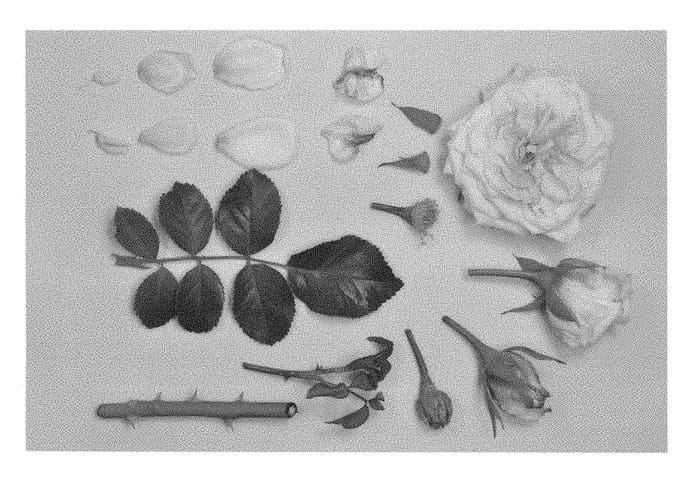 Figure 1 of US plant patent PP29165, the photograph of KORoligeo printed in the patent.