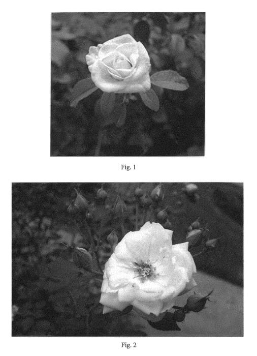 Figure 1 of US plant patent PP29166, the photograph of JAJchel printed in the patent.