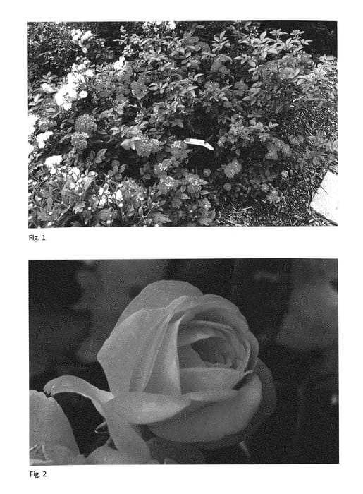 Figure 1 of US plant patent PP29167, the photograph of Phyllis Sherman printed in the patent.