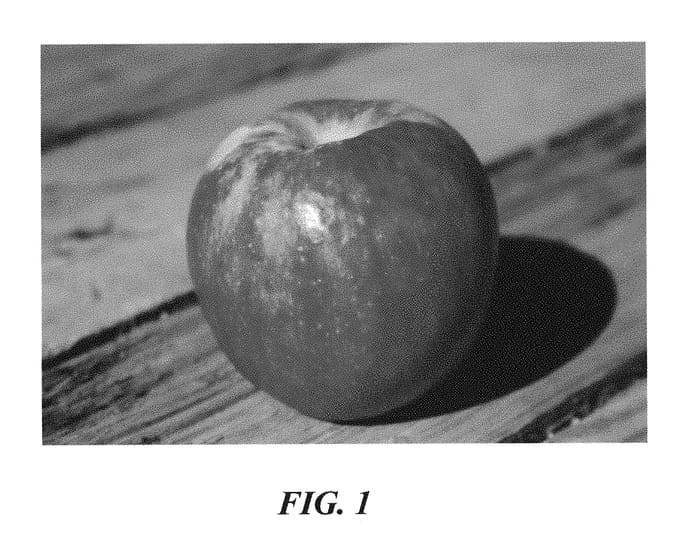 Figure 1 of US plant patent PP29168, the photograph of Howell TC4 WF printed in the patent.