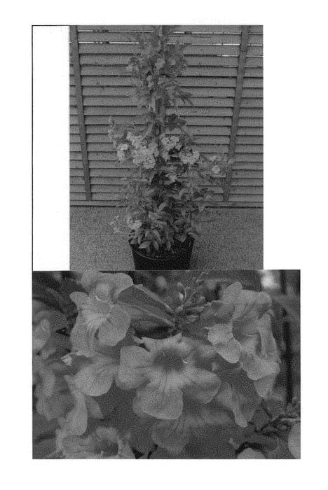 Figure 1 of US plant patent PP29169, the photograph of Sunhortedai printed in the patent.