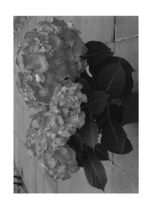 Figure 1 of US plant patent PP29170, the photograph of HBA215908 printed in the patent.