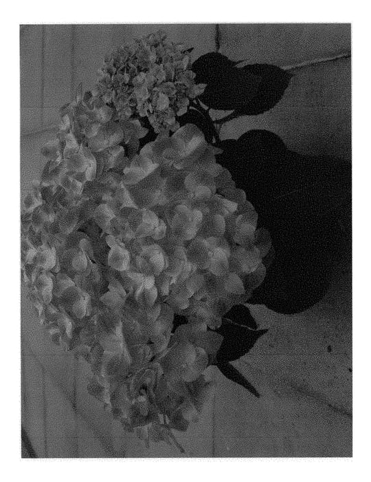 Figure 1 of US plant patent PP29171, the photograph of HBA215910 printed in the patent.