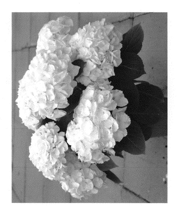 Figure 1 of US plant patent PP29172, the photograph of HBA215909 printed in the patent.