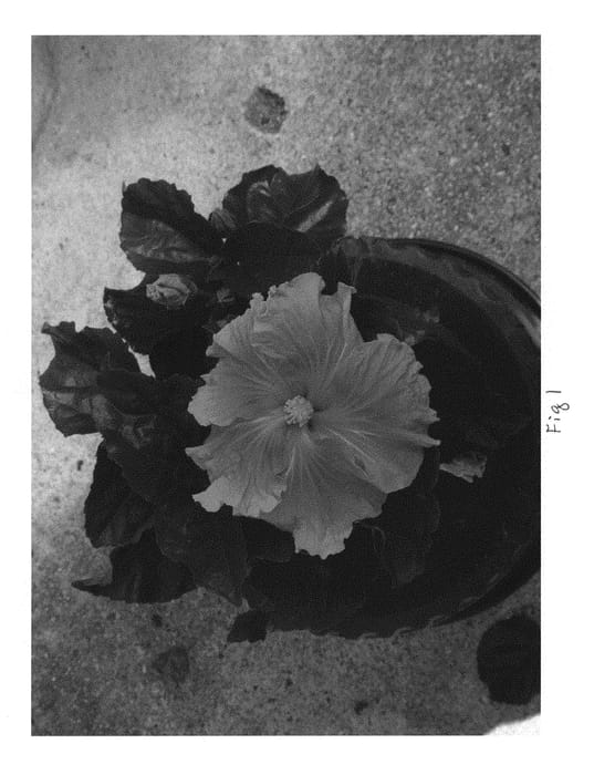 Figure 1 of US plant patent PP29173, the photograph of DUP-GTP printed in the patent.