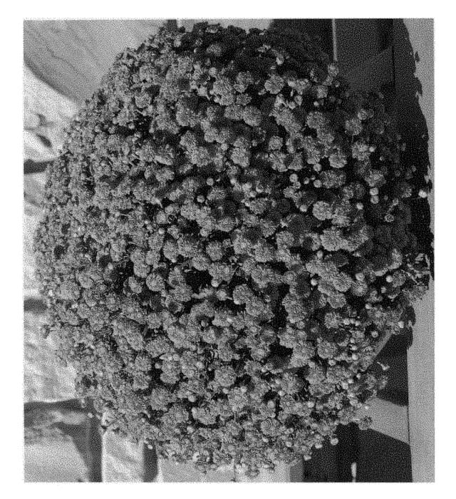 Figure 1 of US plant patent PP29174, the photograph of Dainty Pink Igloo printed in the patent.