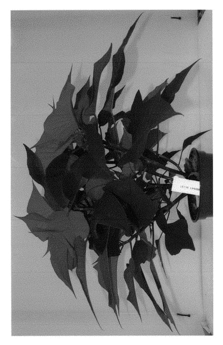Figure 1 of US plant patent PP29175, the photograph of Duepogranit printed in the patent.