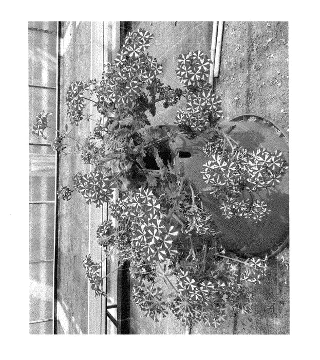 Figure 1 of US plant patent PP29176, the photograph of VOLVER 7551 printed in the patent.