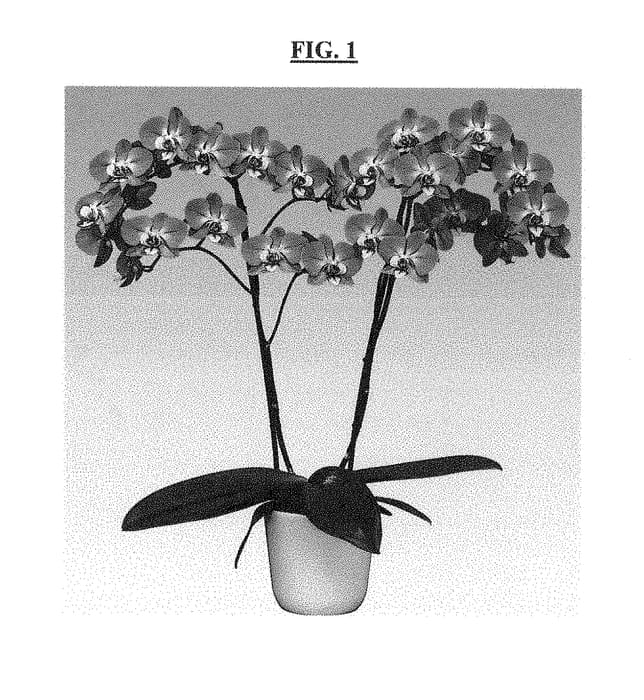 Figure 1 of US plant patent PP29177, the photograph of Purple Dust printed in the patent.