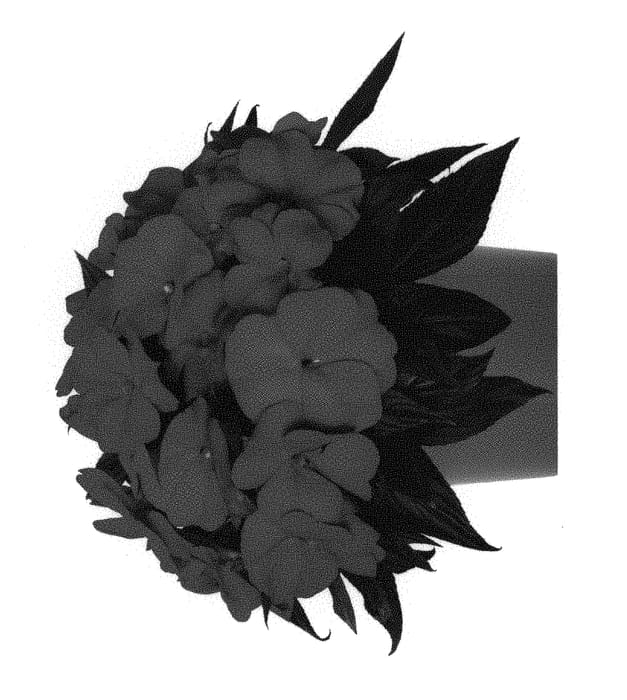 Figure 1 of US plant patent PP29178, the photograph of Duetamarreflam printed in the patent.