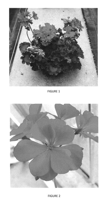 Figure 1 of US plant patent PP29179, the photograph of PEQZ0012 printed in the patent.