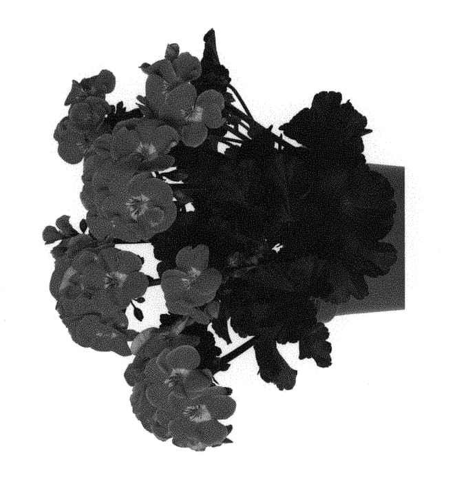 Figure 1 of US plant patent PP29180, the photograph of duepeltexmexrub17 printed in the patent.