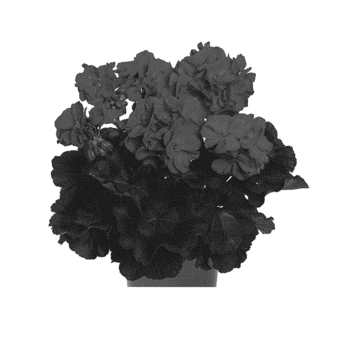 Figure 1 of US plant patent PP29181, the photograph of Duepelsurneviol17 printed in the patent.