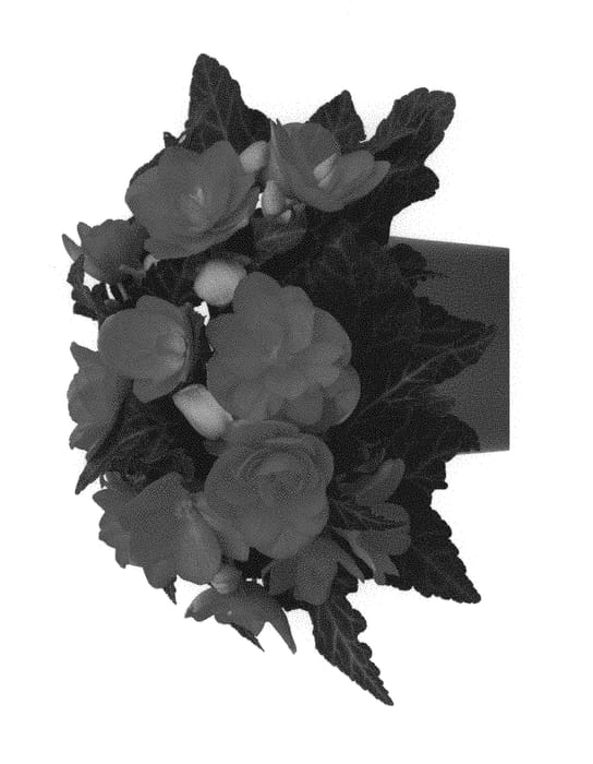 Figure 1 of US plant patent PP29182, the photograph of Fibegmissmal printed in the patent.