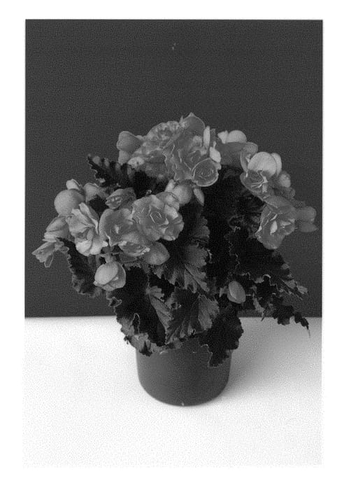 Figure 1 of US plant patent PP29183, the photograph of bkpbechl printed in the patent.