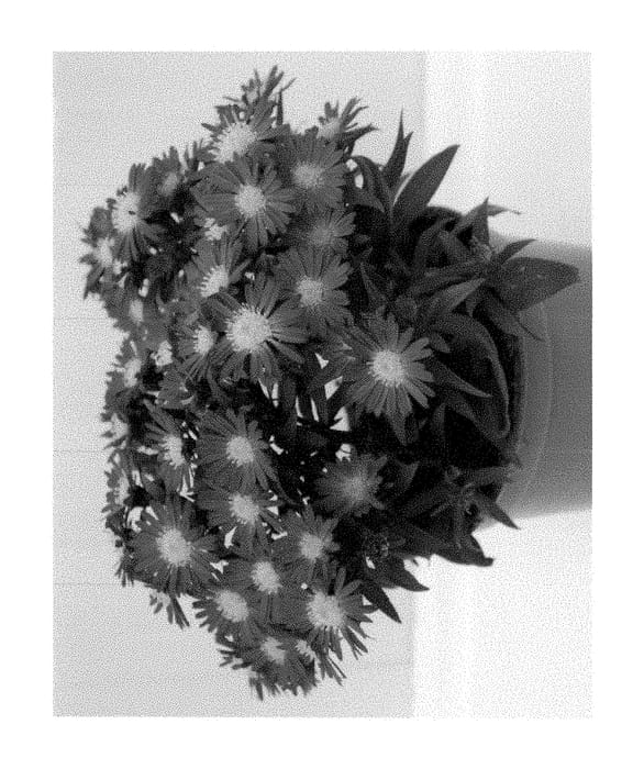 Figure 1 of US plant patent PP29184, the photograph of Zanasparro printed in the patent.