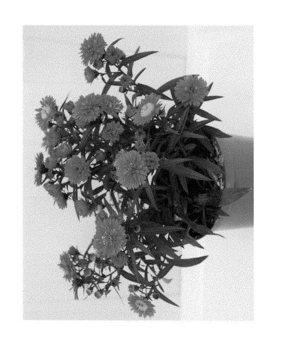 Figure 1 of US plant patent PP29185, the photograph of Zanasprepi printed in the patent.
