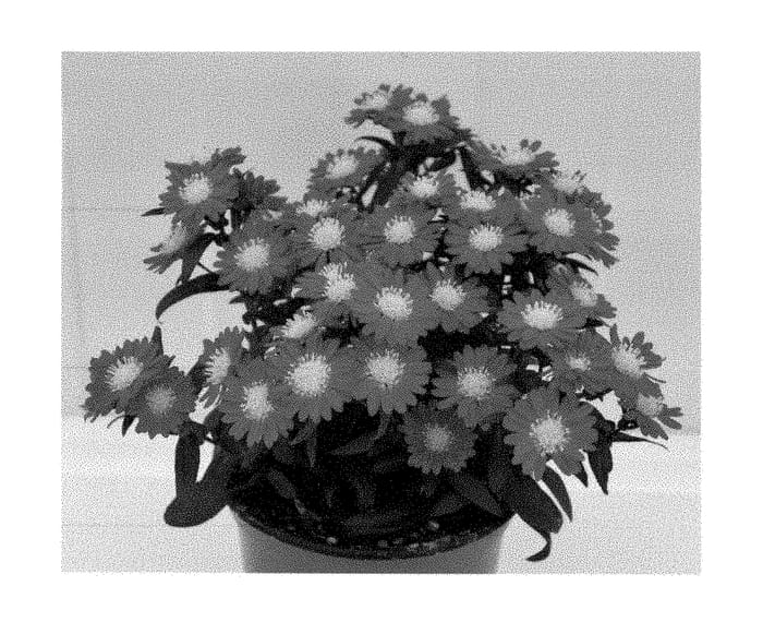 Figure 1 of US plant patent PP29186, the photograph of Zanashopi printed in the patent.