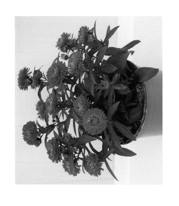 Figure 1 of US plant patent PP29187, the photograph of Zanasbluba printed in the patent.