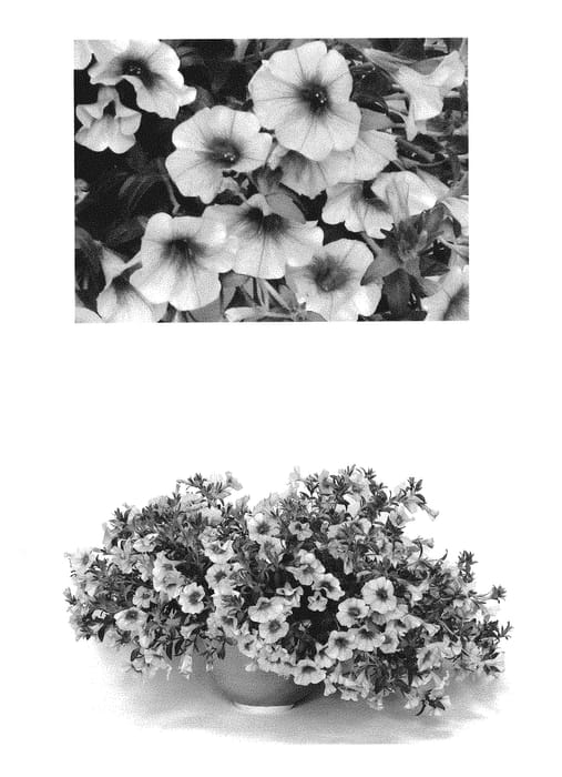 Figure 1 of US plant patent PP29188, the photograph of Duesunelapr printed in the patent.
