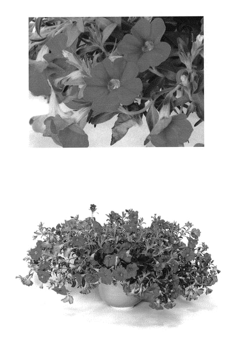 Figure 1 of US plant patent PP29189, the photograph of Duesunrose printed in the patent.