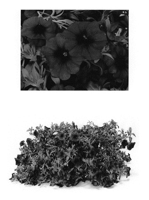 Figure 1 of US plant patent PP29190, the photograph of Duesunblsk printed in the patent.