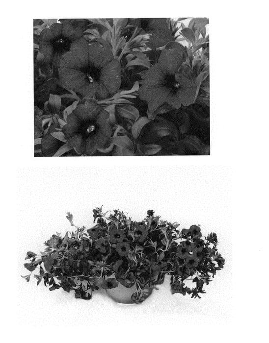 Figure 1 of US plant patent PP29191, the photograph of Duesunpursky printed in the patent.