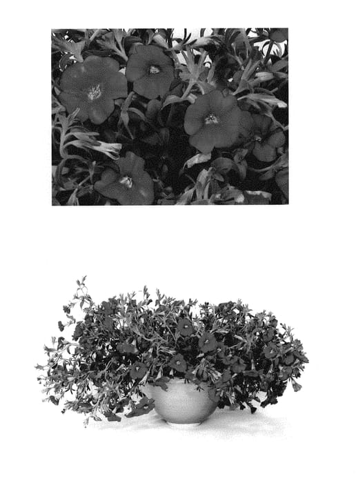 Figure 1 of US plant patent PP29192, the photograph of Duesunpkmorn printed in the patent.