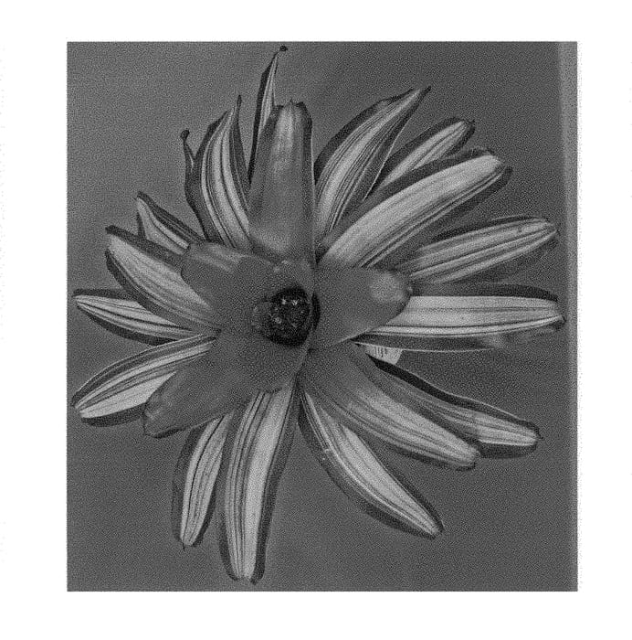 Figure 1 of US plant patent PP29193, the photograph of Secret Garden printed in the patent.