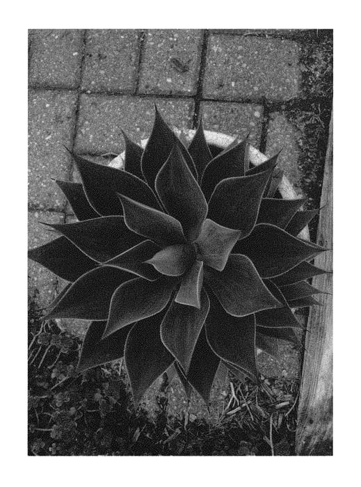 Figure 1 of US plant patent PP29194, the photograph of lavender lady printed in the patent.