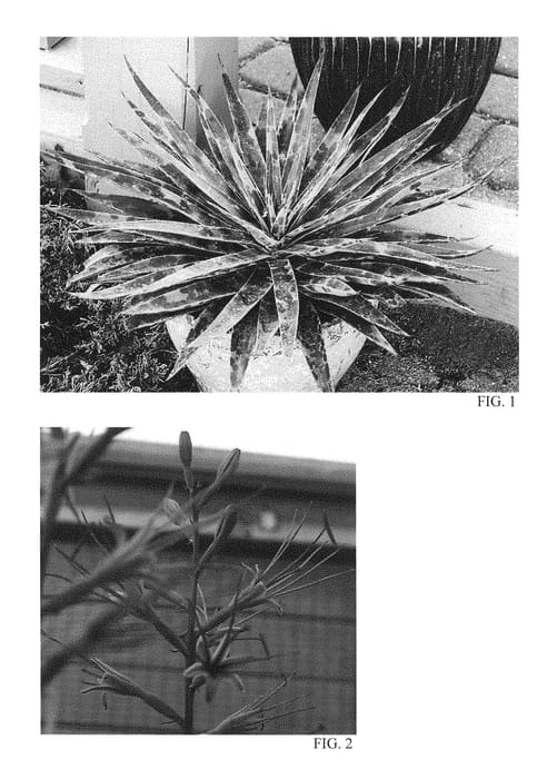 Figure 1 of US plant patent PP29195, the photograph of moonglow printed in the patent.