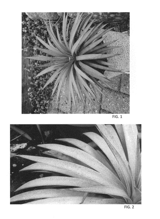 Figure 1 of US plant patent PP29196, the photograph of Man of Steel printed in the patent.