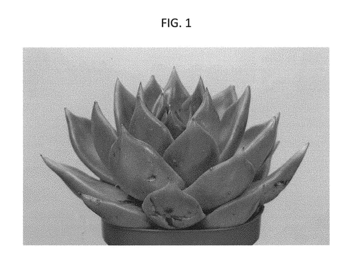 Figure 1 of US plant patent PP29197, the photograph of AMIECH1607 printed in the patent.