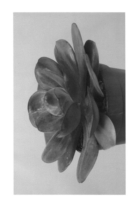 Figure 1 of US plant patent PP29198, the photograph of EC-ECH-02 printed in the patent.