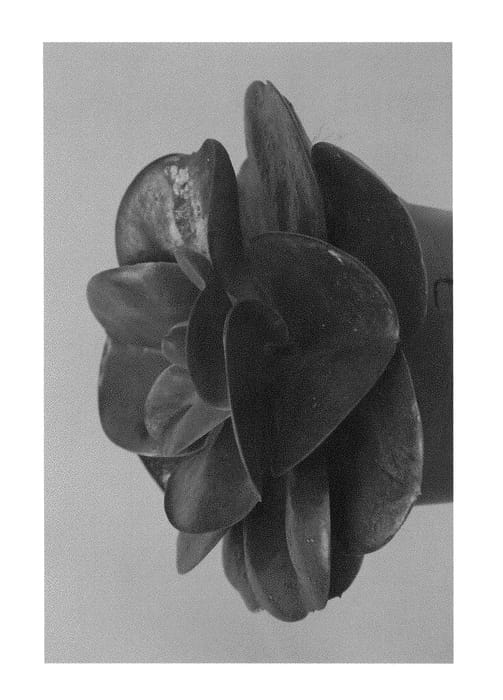 Figure 1 of US plant patent PP29199, the photograph of EC-ECH-03 printed in the patent.