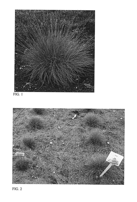 Figure 1 of US plant patent PP29200, the photograph of Blue Whiskers printed in the patent.