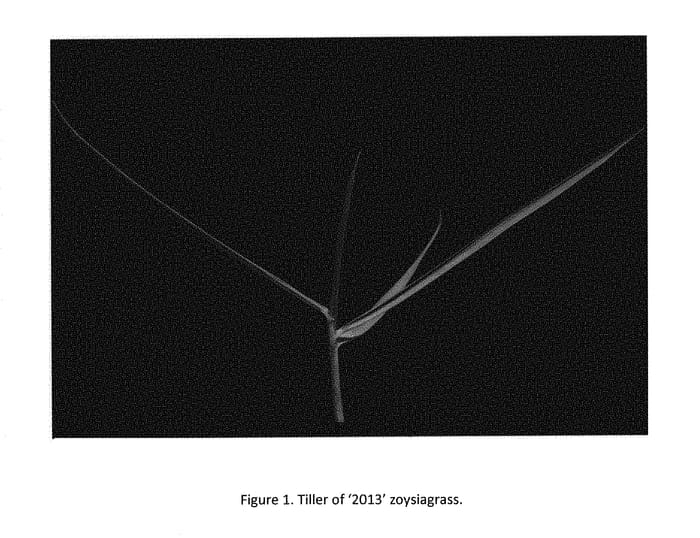 Figure 1 of US plant patent PP29201, the photograph of TD2013 printed in the patent.